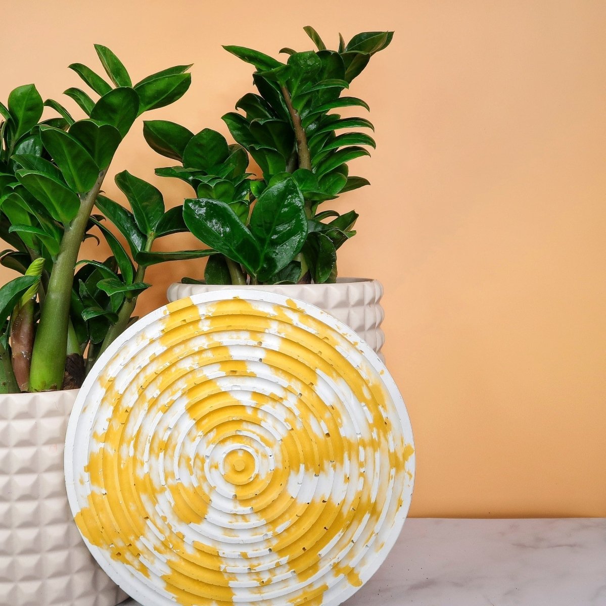Pflanzen für das Schlafzimmer: Zamioculcas Zenzi – potflourri