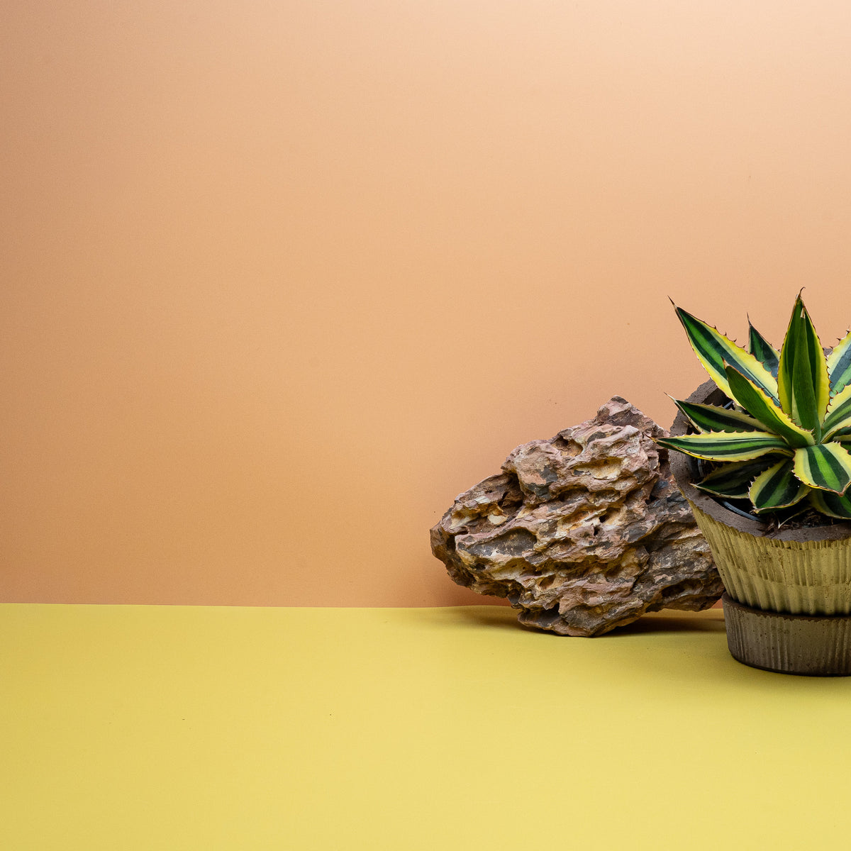 Agave Iophantha Quadricolor als dekorative Sukkulente