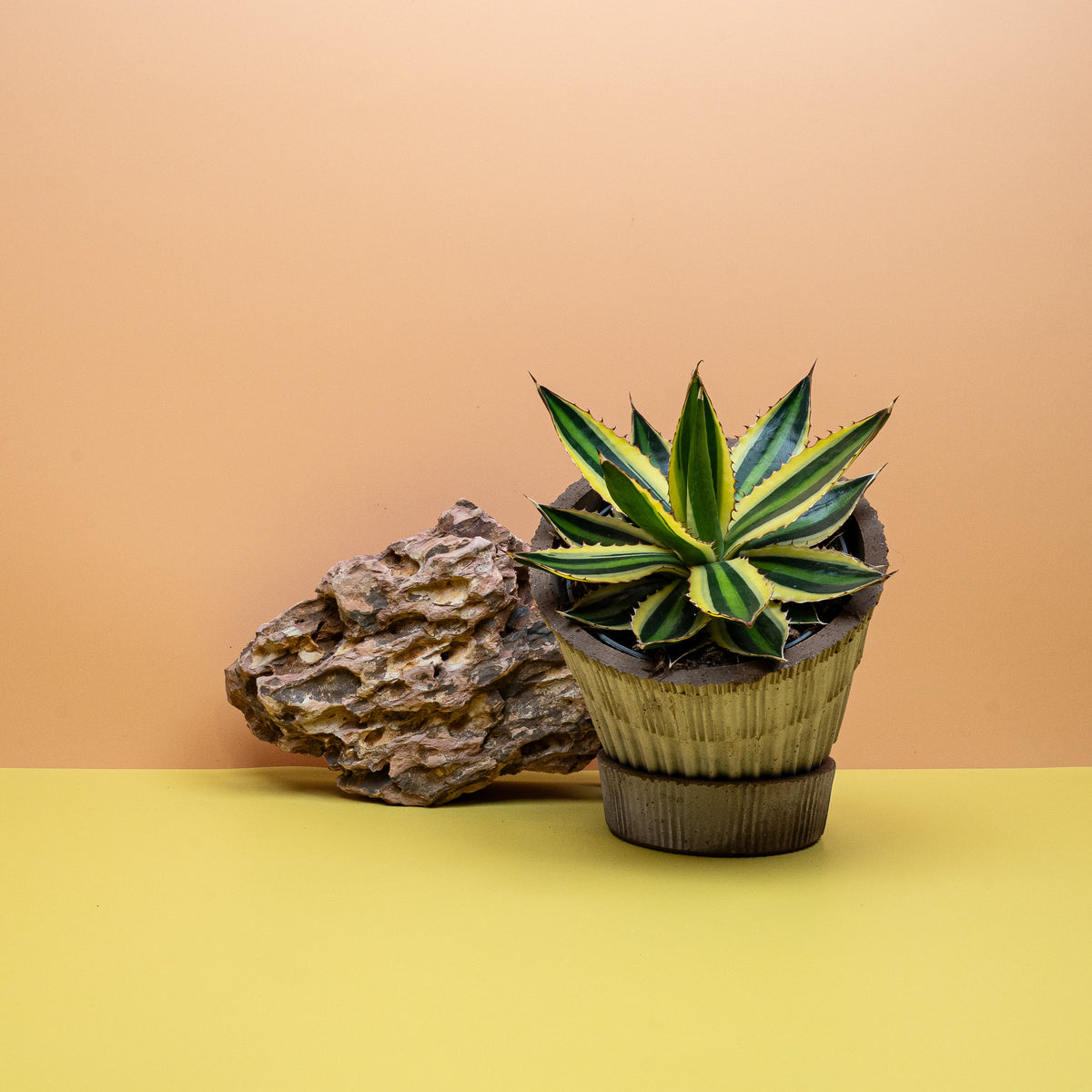 Agave Iophantha Quadricolor mit vierfarbiger Blattzeichnung – potflourri