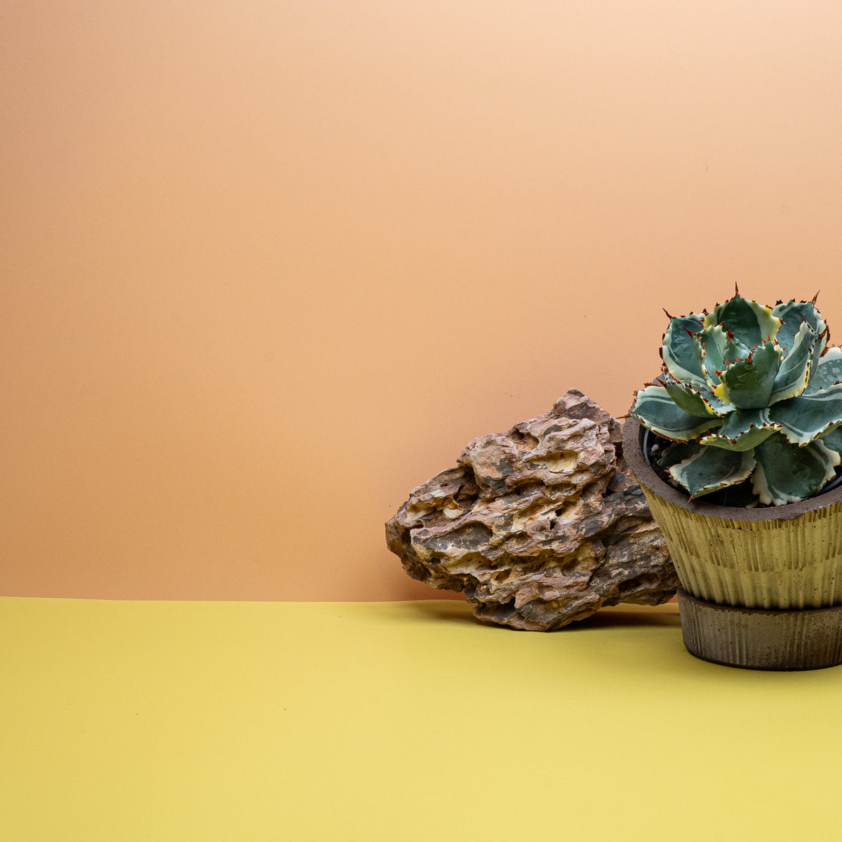 Agave Potatorum Variegata als seltene Sammler-Sukkulente