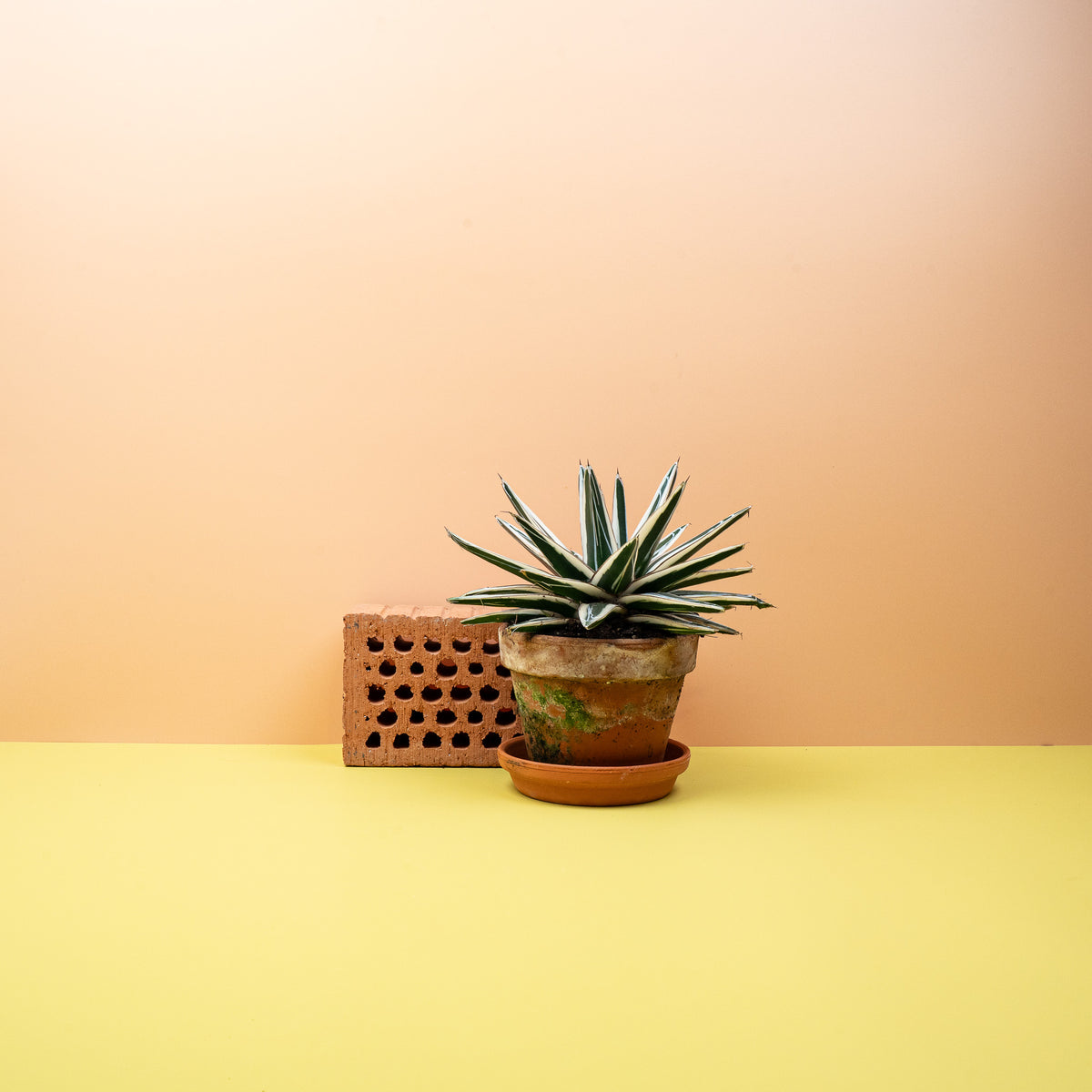 Agave White Rhino mit kompakter Rosettenform