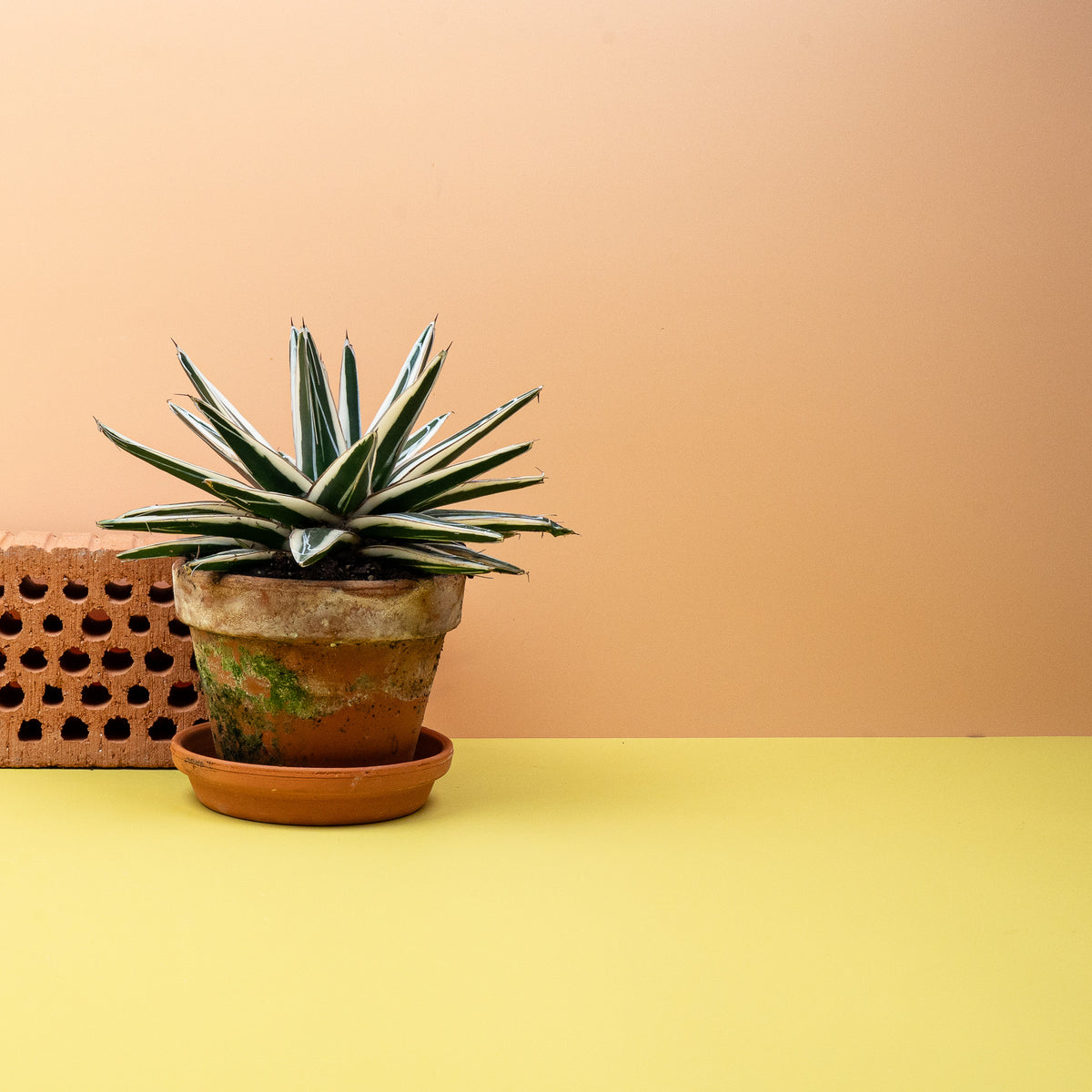 Agave Victoriae Reginae mit markanten weißen Blattzeichnungen