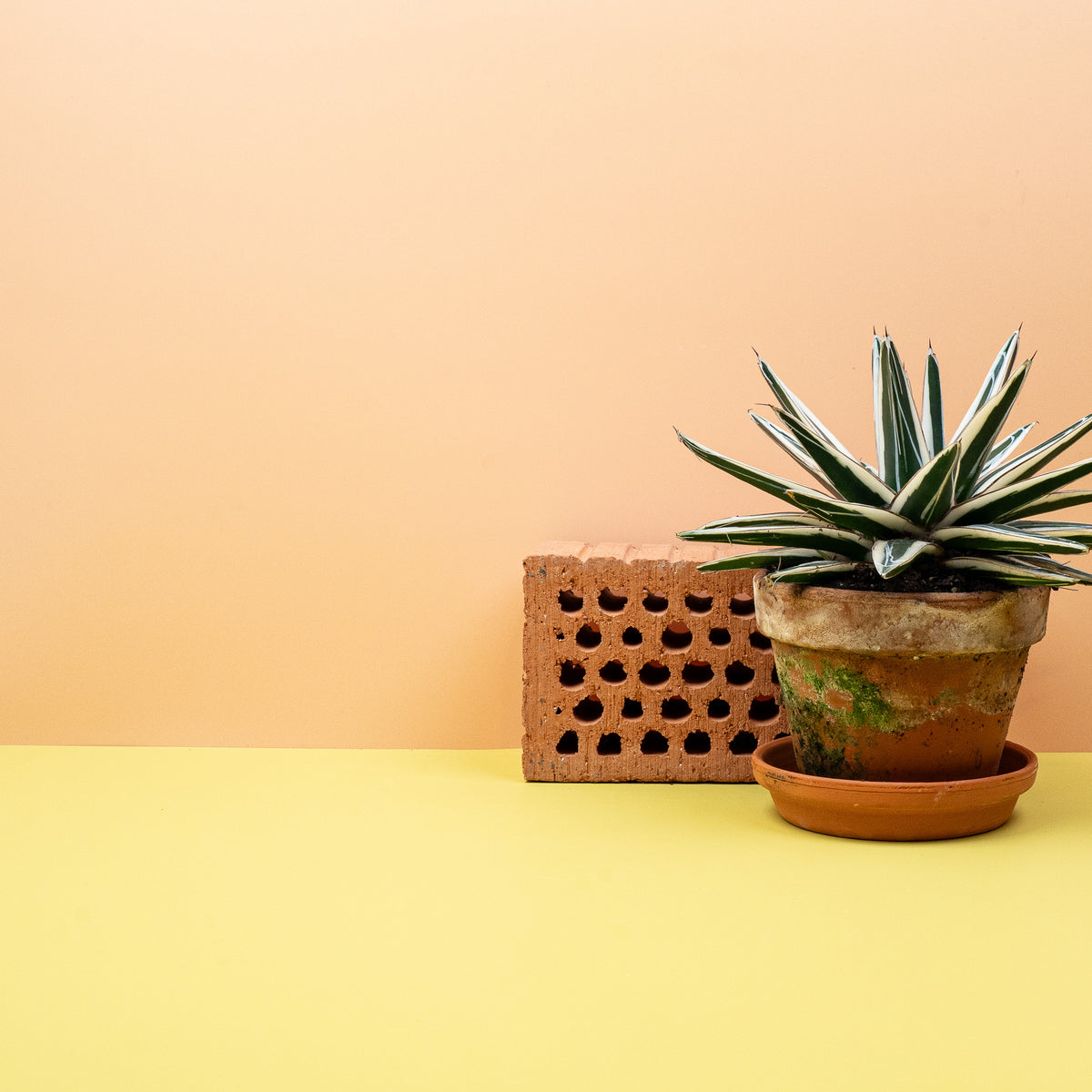 Skulpturale Agave White Rhino mit symmetrischer Rosette