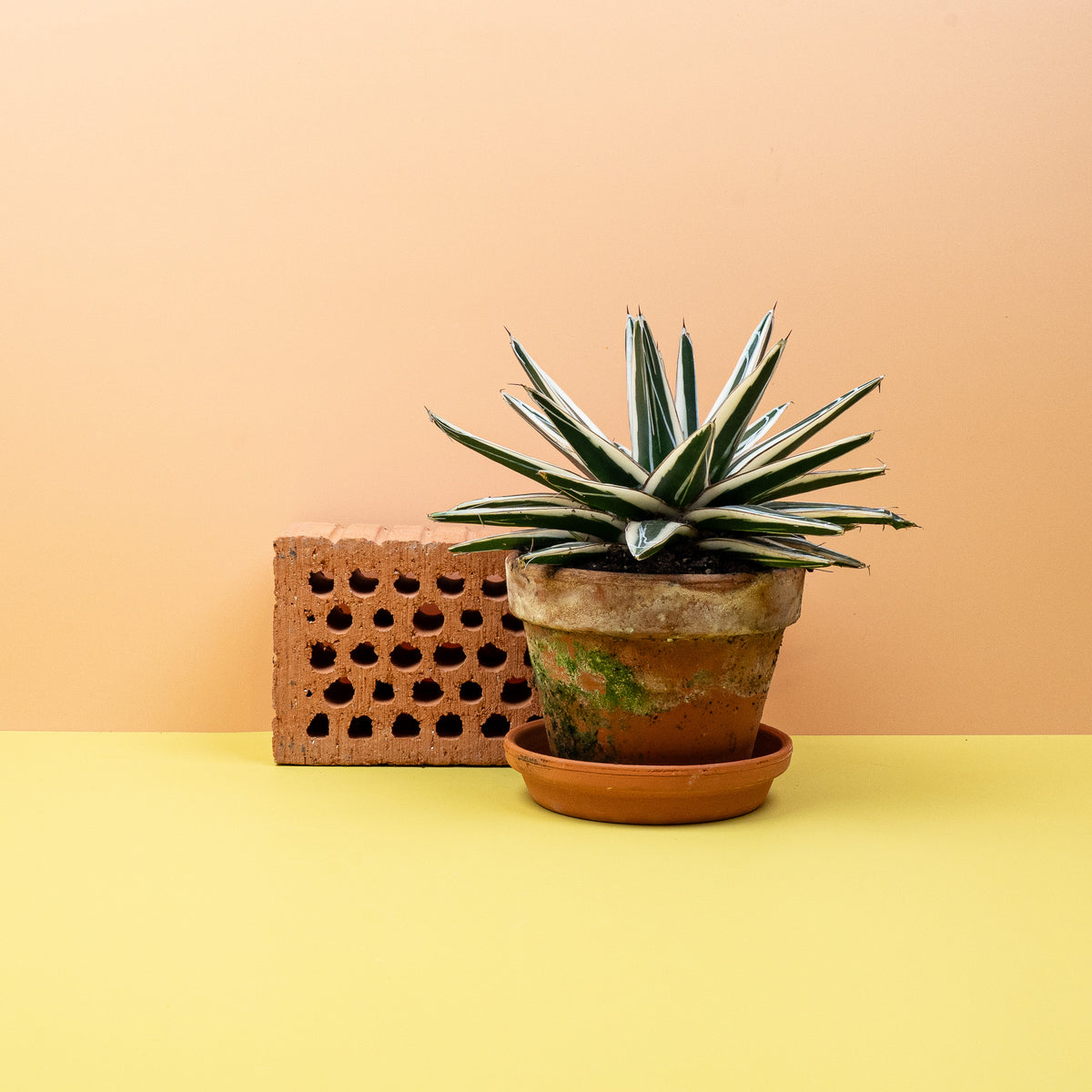 Agave Victoriae Reginae White Rhino – Sukkulente für Sammler – potflourri