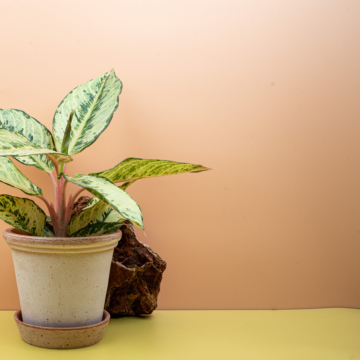 Aglaonema - Dichte, bunte Blätter einer Aglaonema mit rosa und hellgrünen Mustern in einer natürlichen Umgebung