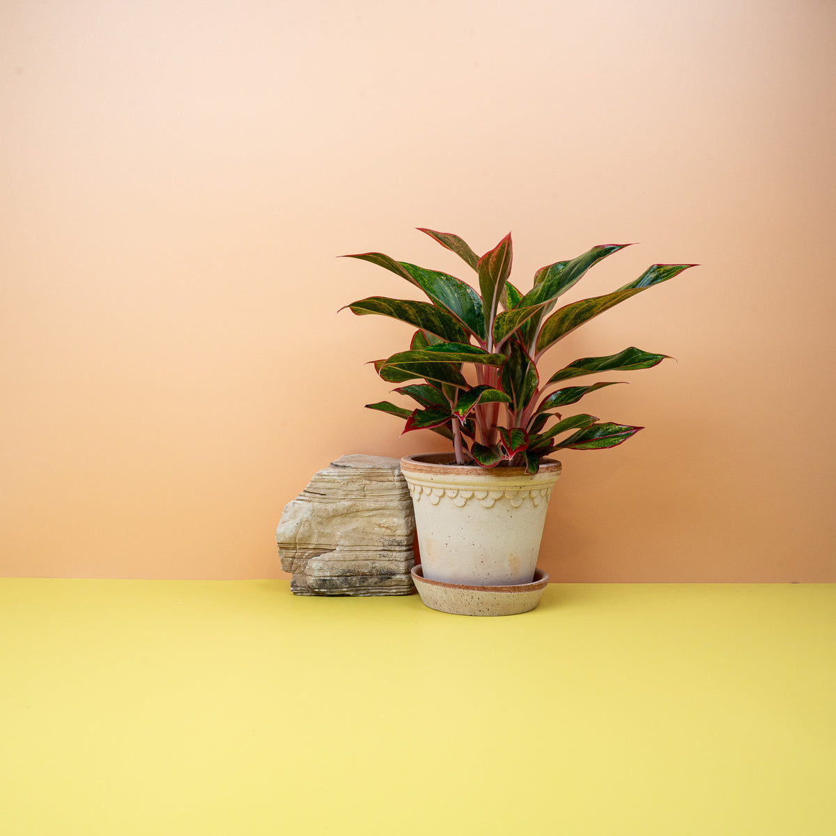 Aglaonema Crete mit leuchtend roten Akzenten