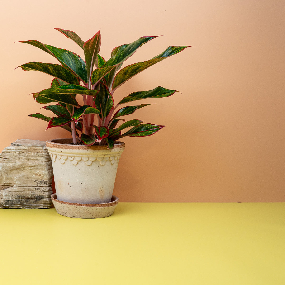 Aglaonema Crete – Kolbenfaden mit markanter Blattstruktur
