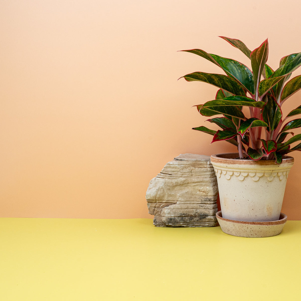 Aglaonema Crete – Kontrast zwischen Blatt und Stiel
