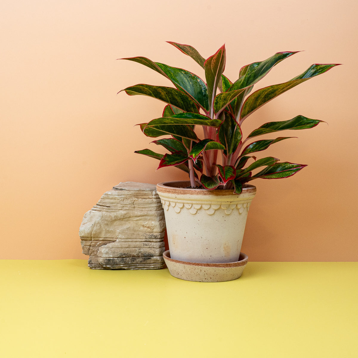 Aglaonema Crete – Zimmerpflanze mit rotem Blattmuster – potflourri