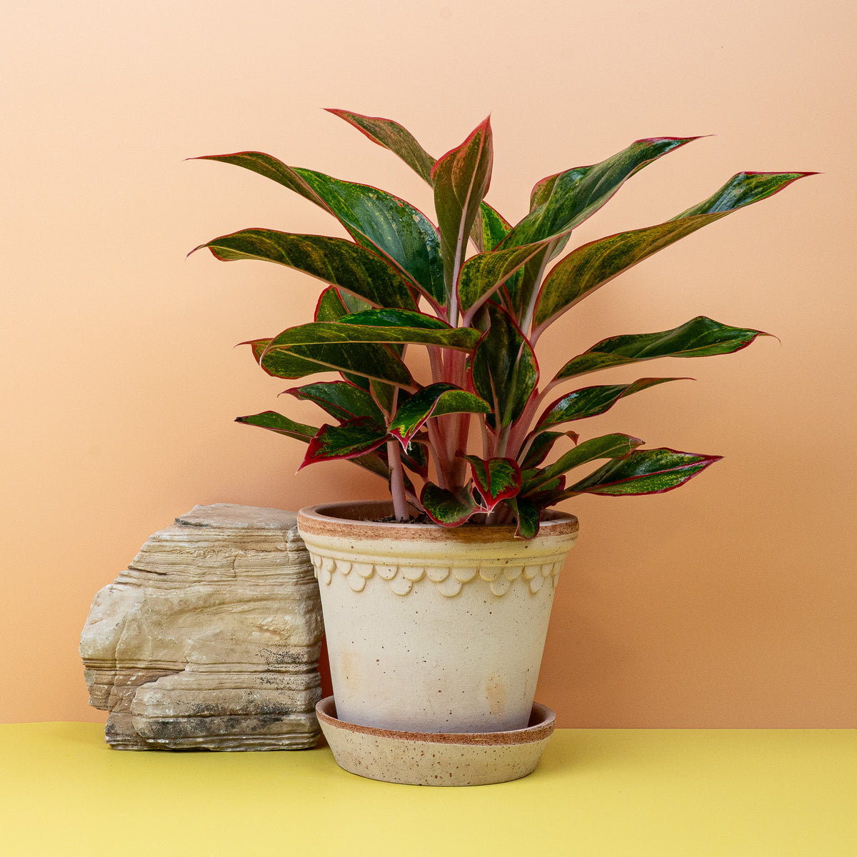 Aglaonema Crete – pflegeleichte, anpassungsfähige Zimmerpflanze
