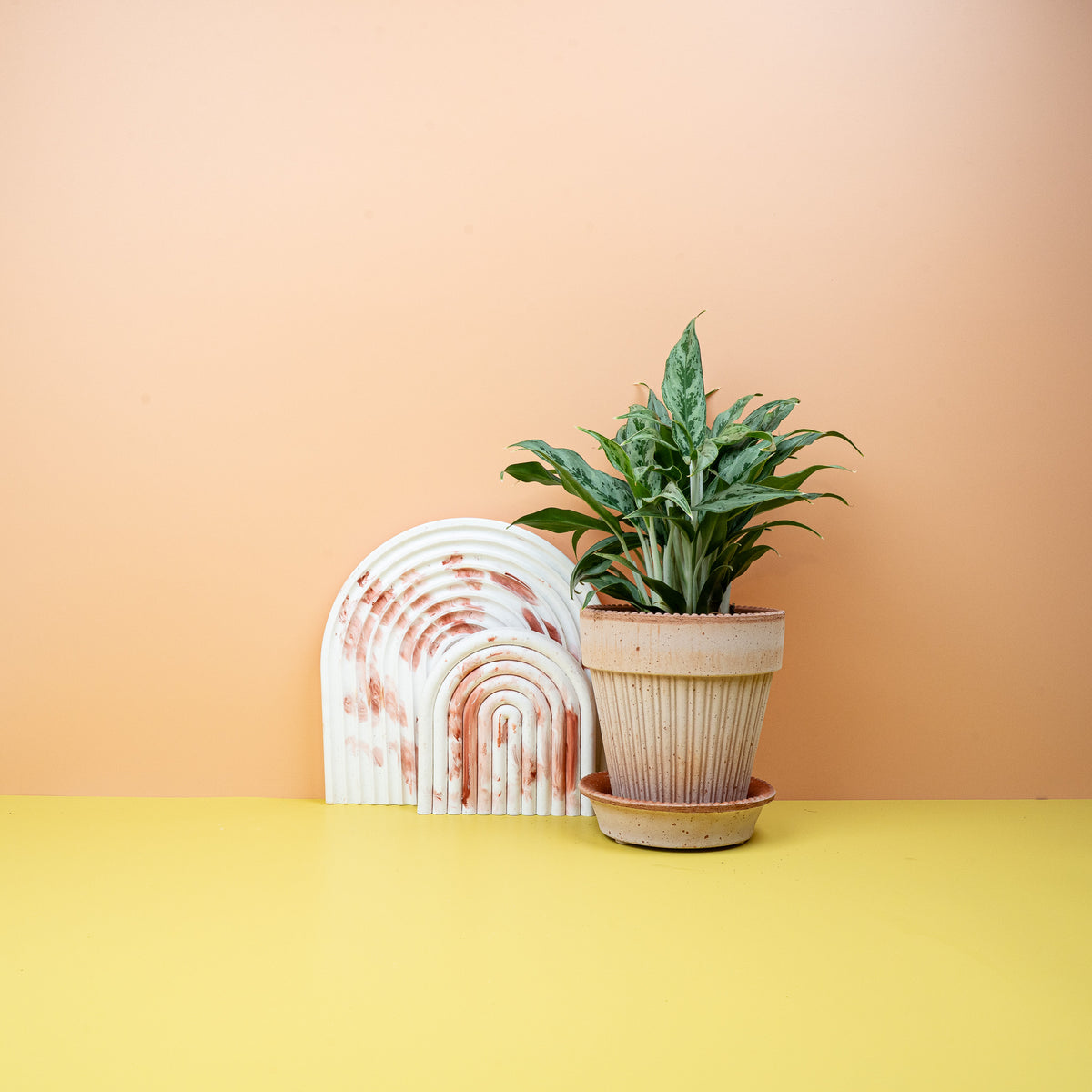 Aglaonema Greyhound, lanzettliche Blätter
