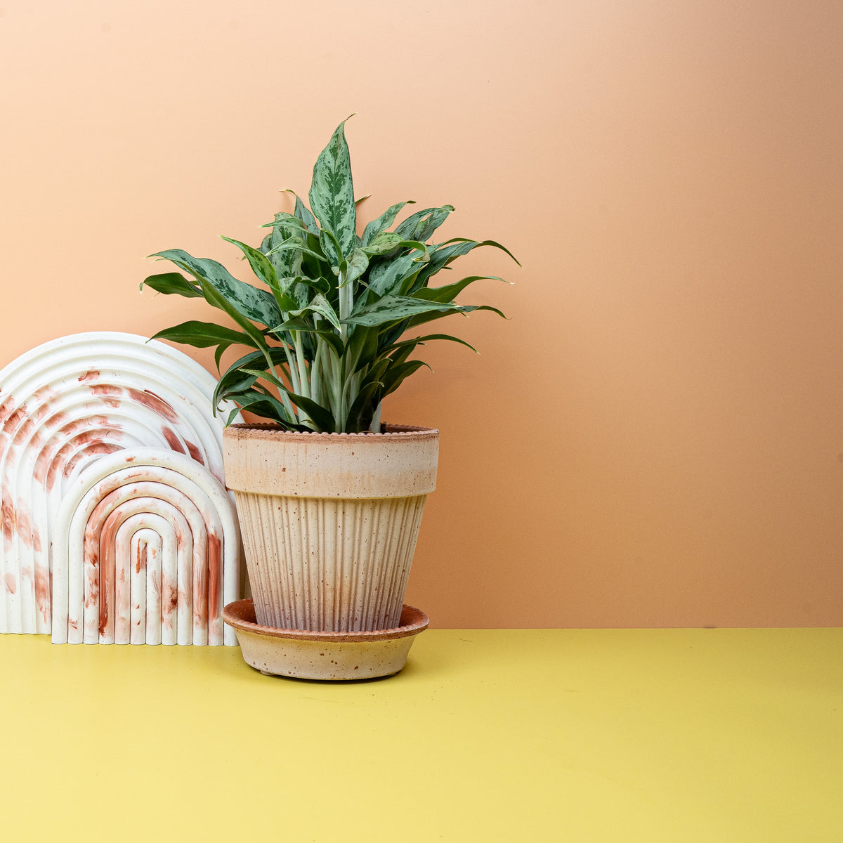 Aglaonema Greyhound, aufrechter Wuchs
