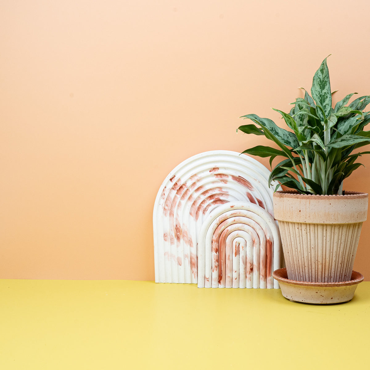 Aglaonema Greyhound im Büro