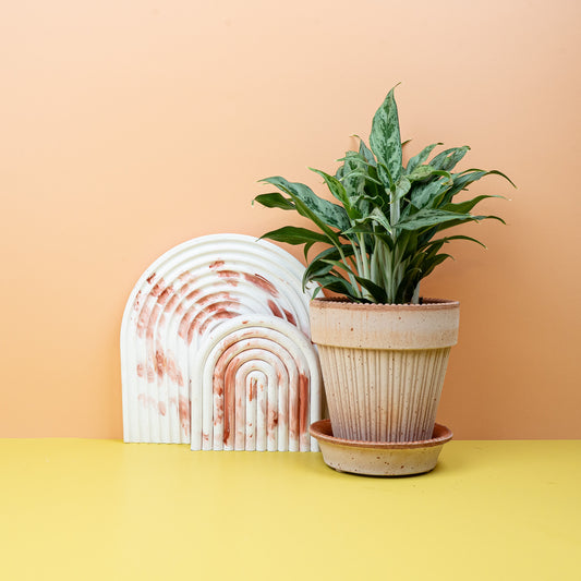 Aglaonema Greyhound, graugrünes Blattkleid – potflourri