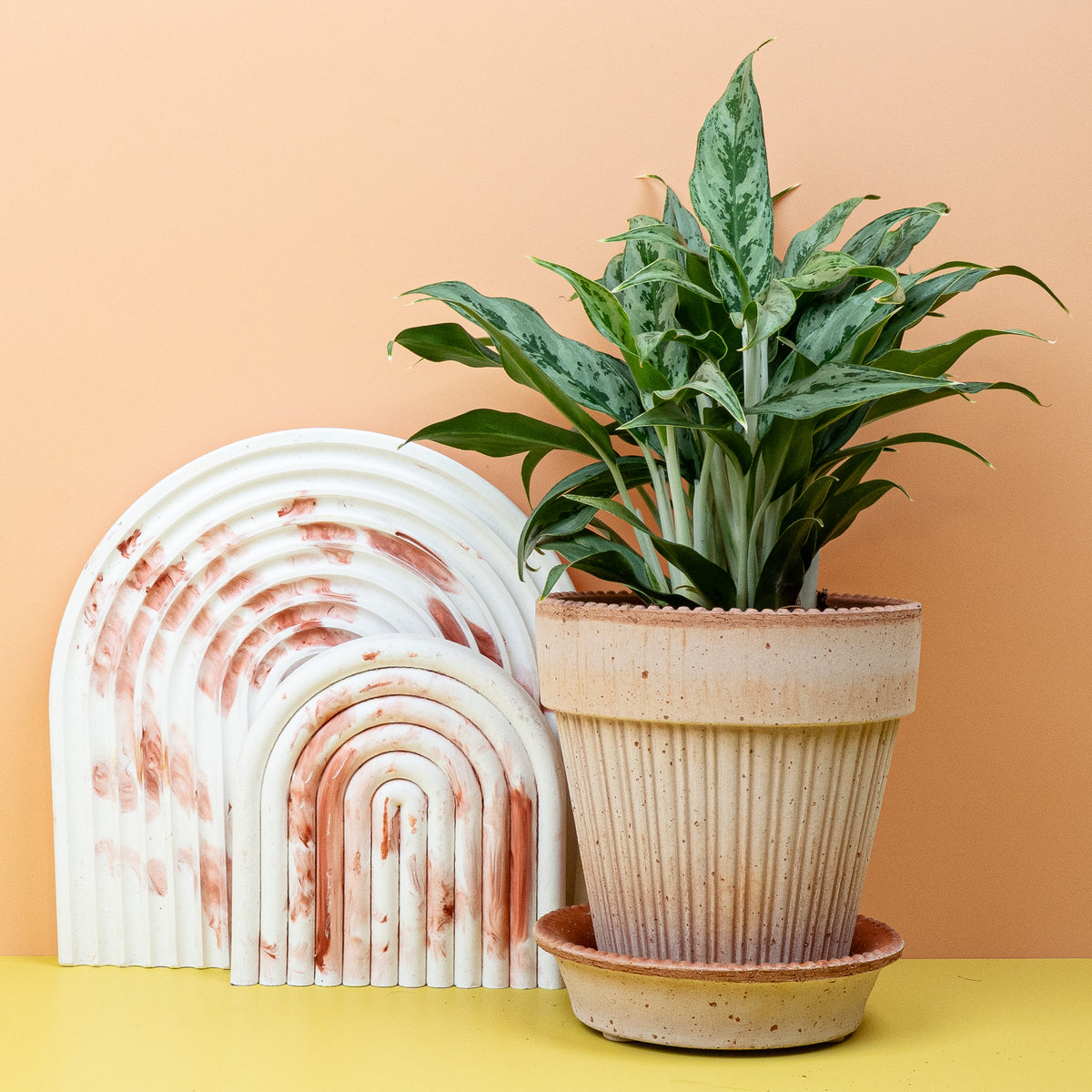 Aglaonema Greyhound im Detail