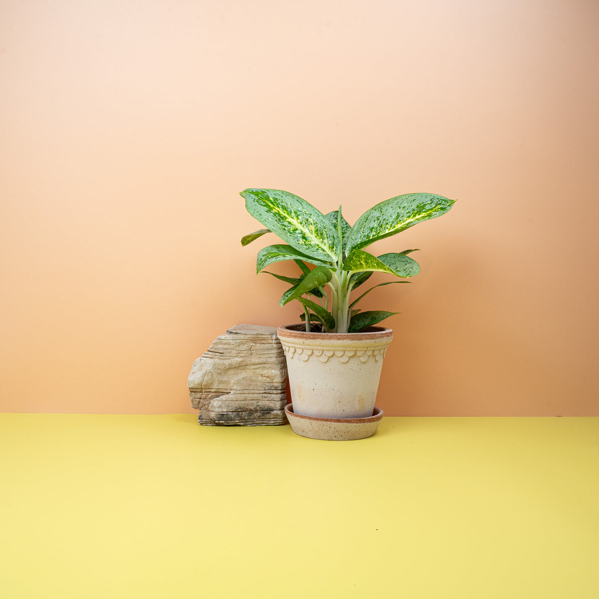 Aglaonema Lemon Mint mit mintgrüner Mittelrippe