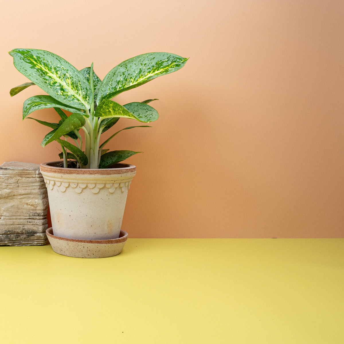 Aglaonema Lemon Mint im Wohnraum