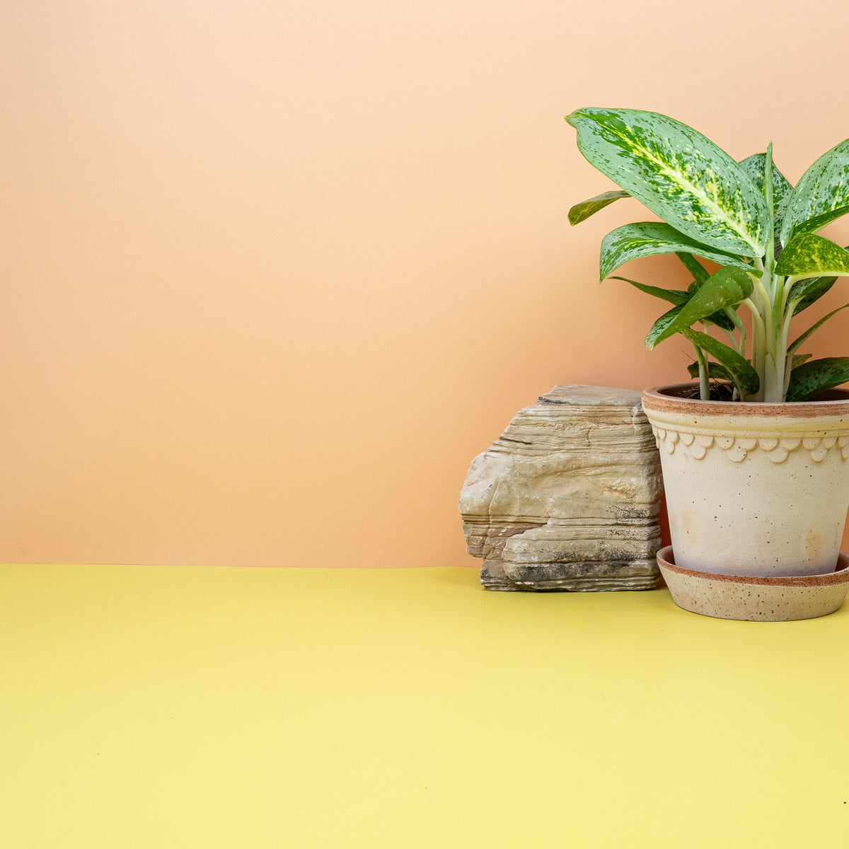 Aglaonema Lemon Mint im Detail