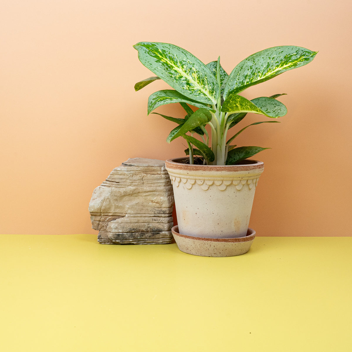Aglaonema Lemon Mint, zitronengelbe Blätter – potflourri