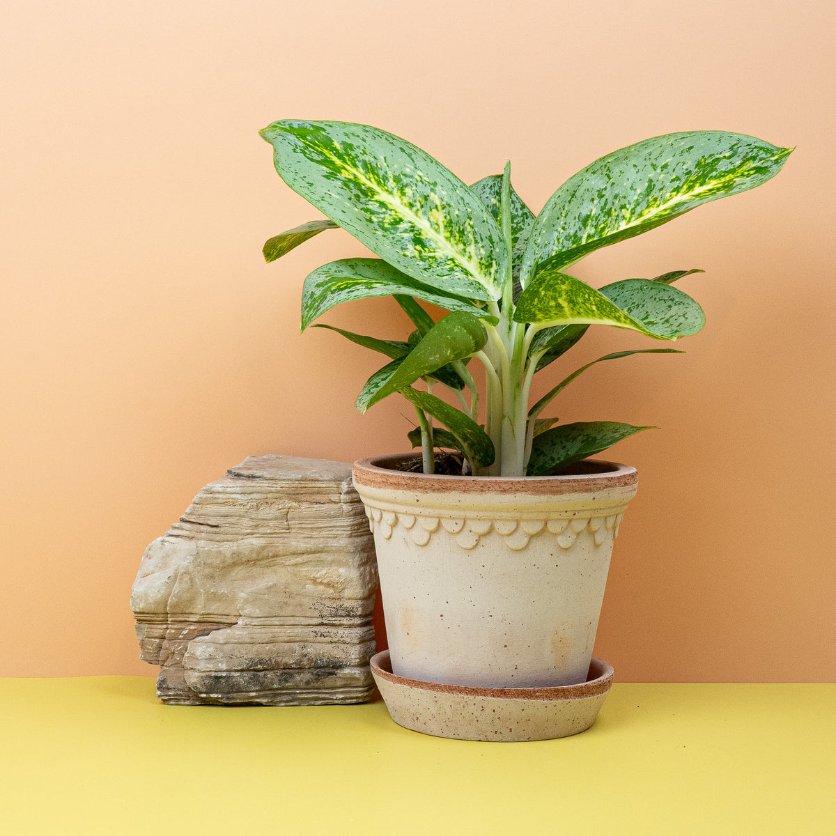 Aglaonema Lemon Mint, frischer Farbkontrast