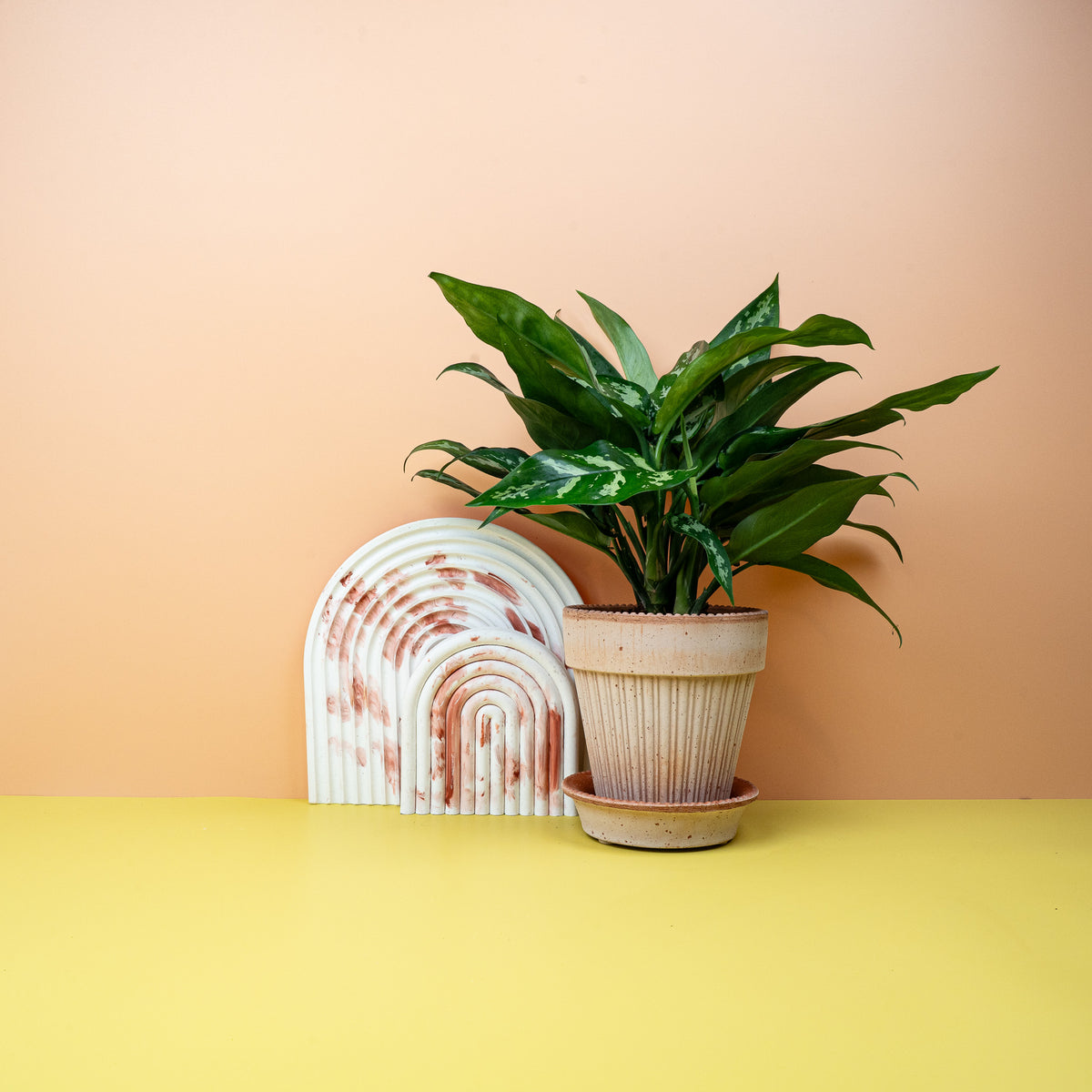 Aglaonema Maria, dunkelgrüne Blätter