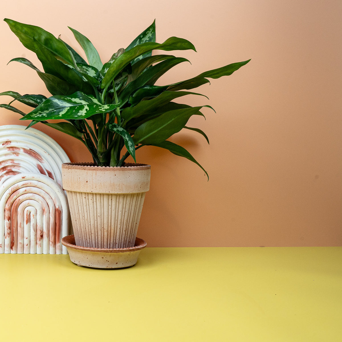 Aglaonema Maria auf dem Regal