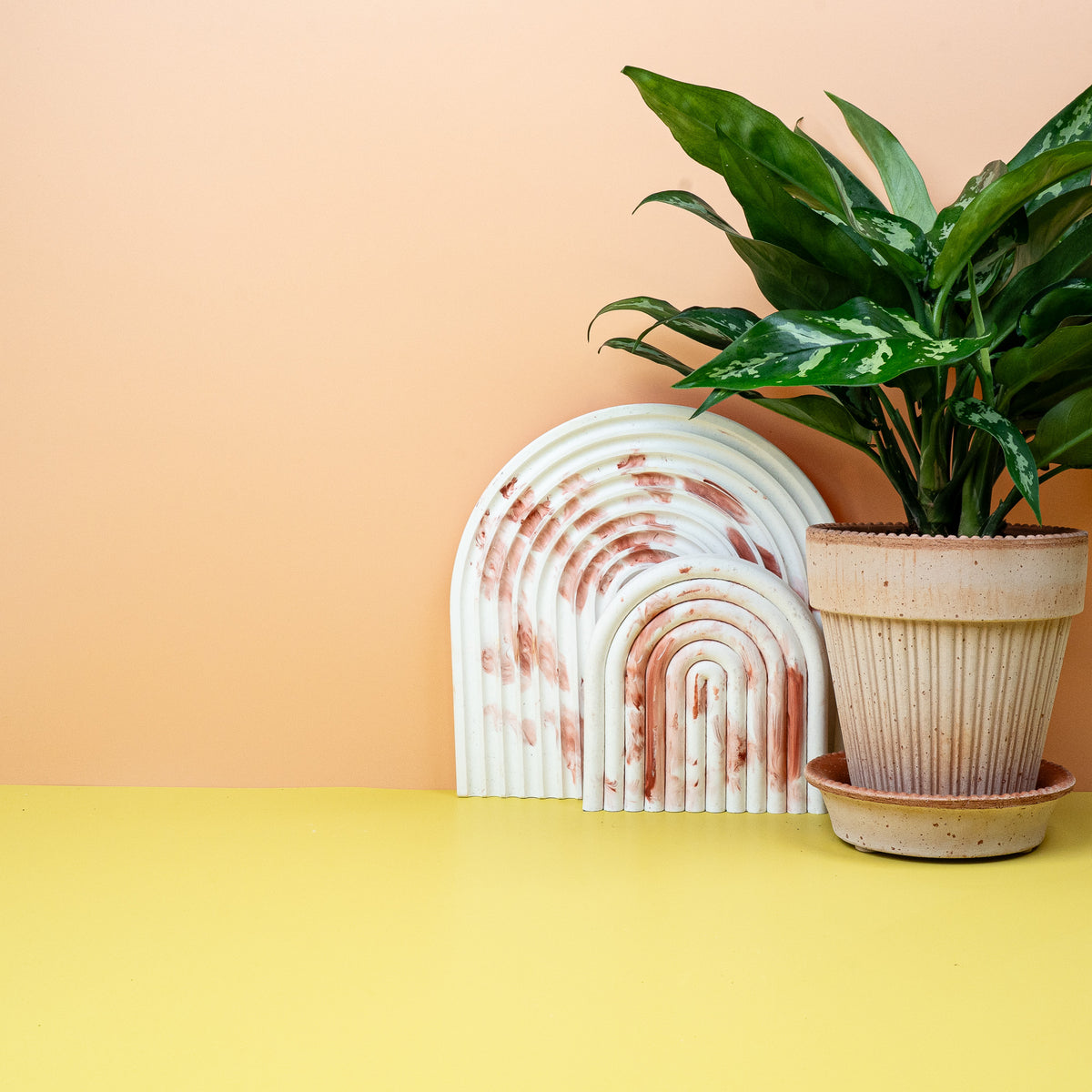 Aglaonema Maria, buschiger Wuchs