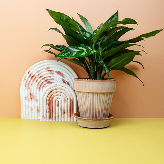 Aglaonema Maria, silbrig-grüne Zeichnung – potflourri
