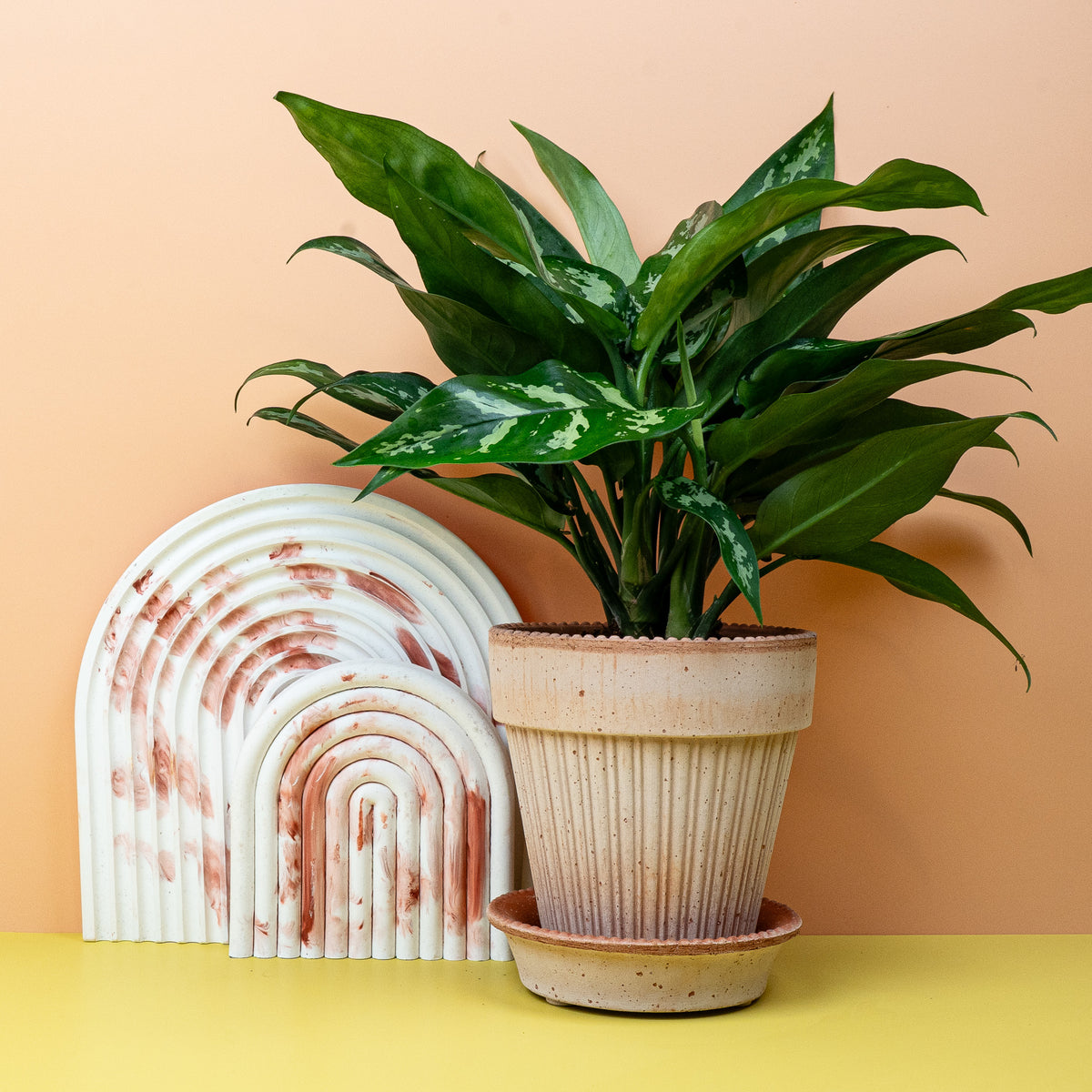Aglaonema Maria im Detail