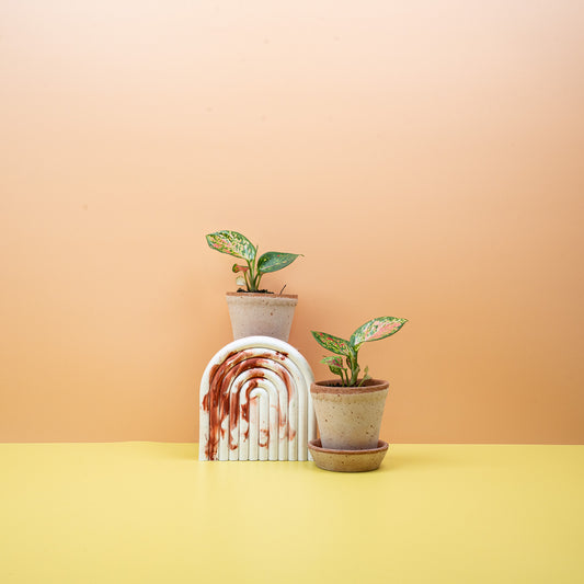 Aglaonema Zirkon, marmorierte Blätter mit Rosaakzenten – potflourri