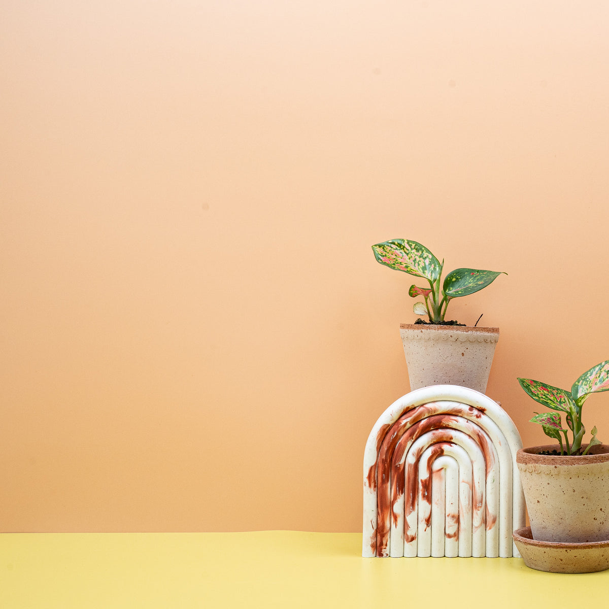Aglaonema Zirkon, lanzettförmige Blattform im Detail