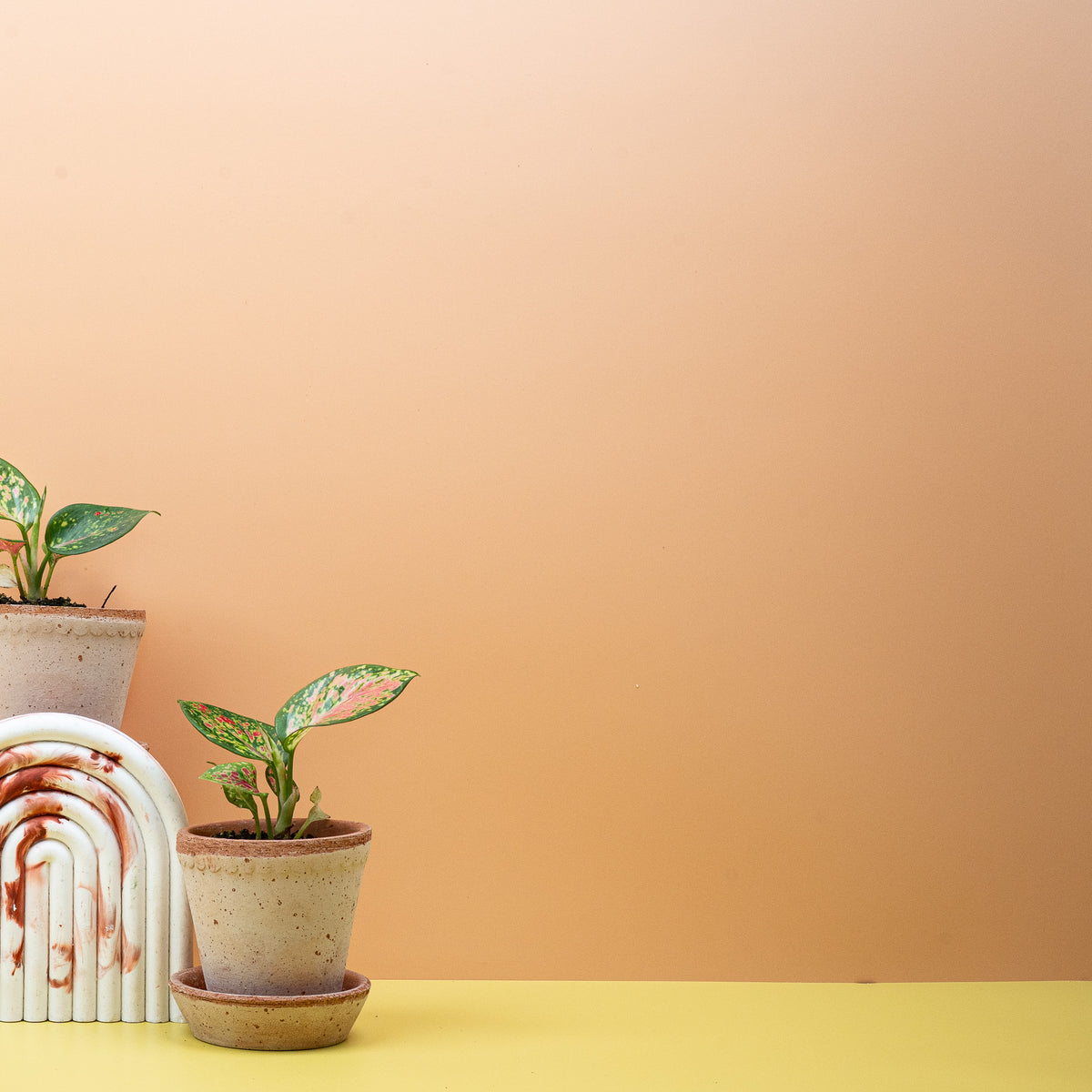 Aglaonema Zirkon, Grüntöne mit zartem Rosaschimmer
