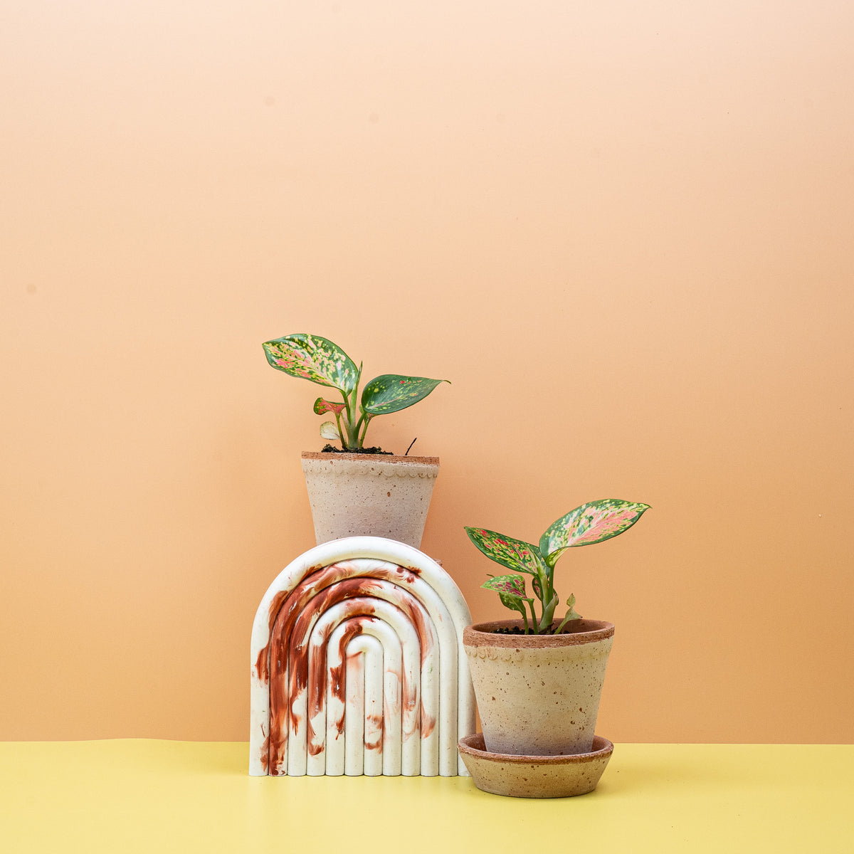 Aglaonema Zirkon, edler Kolbenfaden fürs Interieur