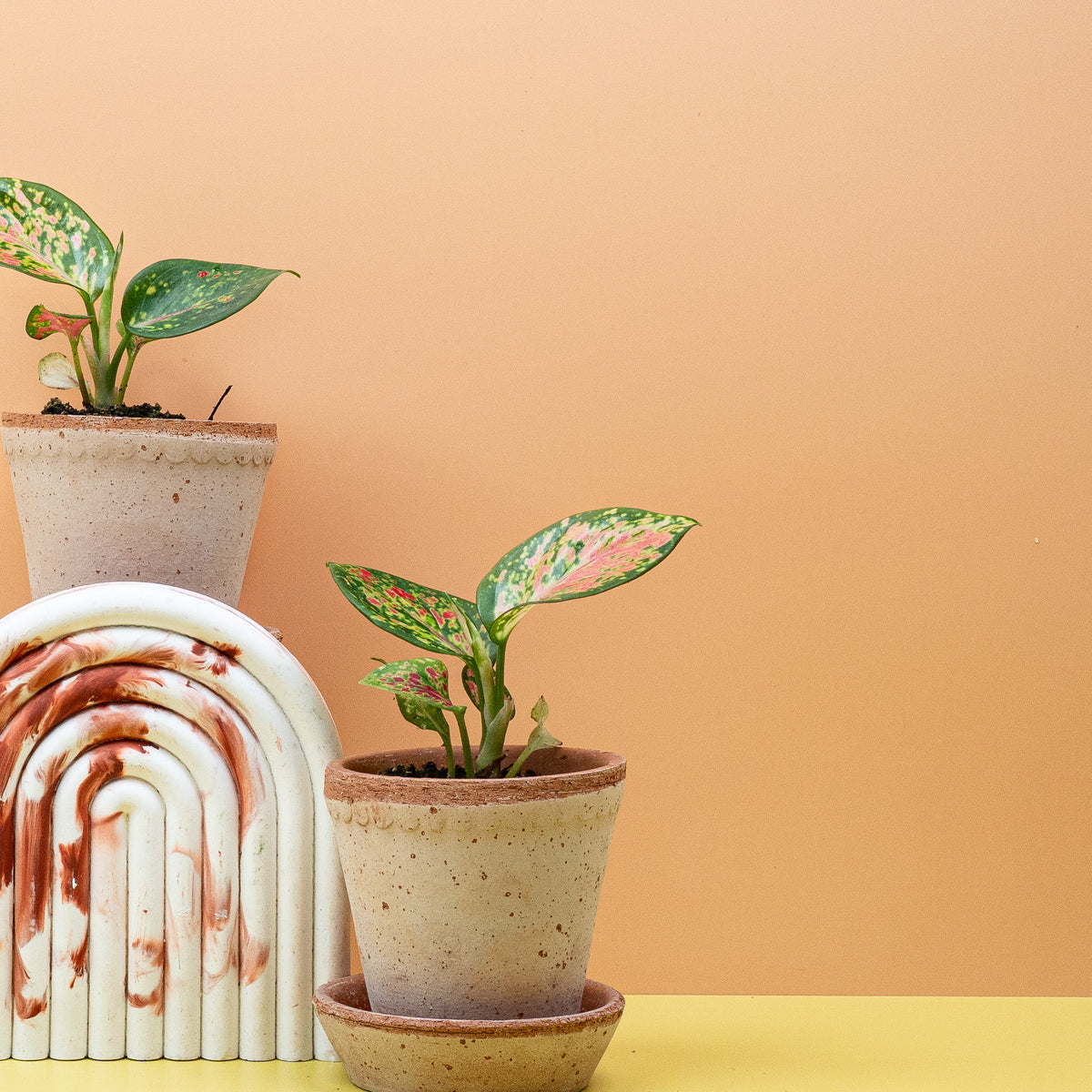 Aglaonema Zirkon, Gesamtansicht der Pflanze