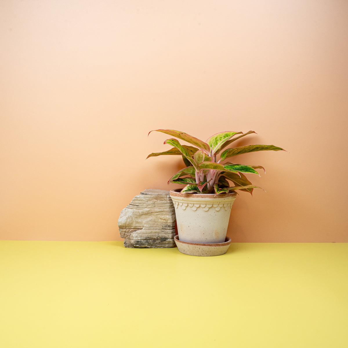 Aglaonema Salmon mit dezentem Rosa und Grünkontrast
