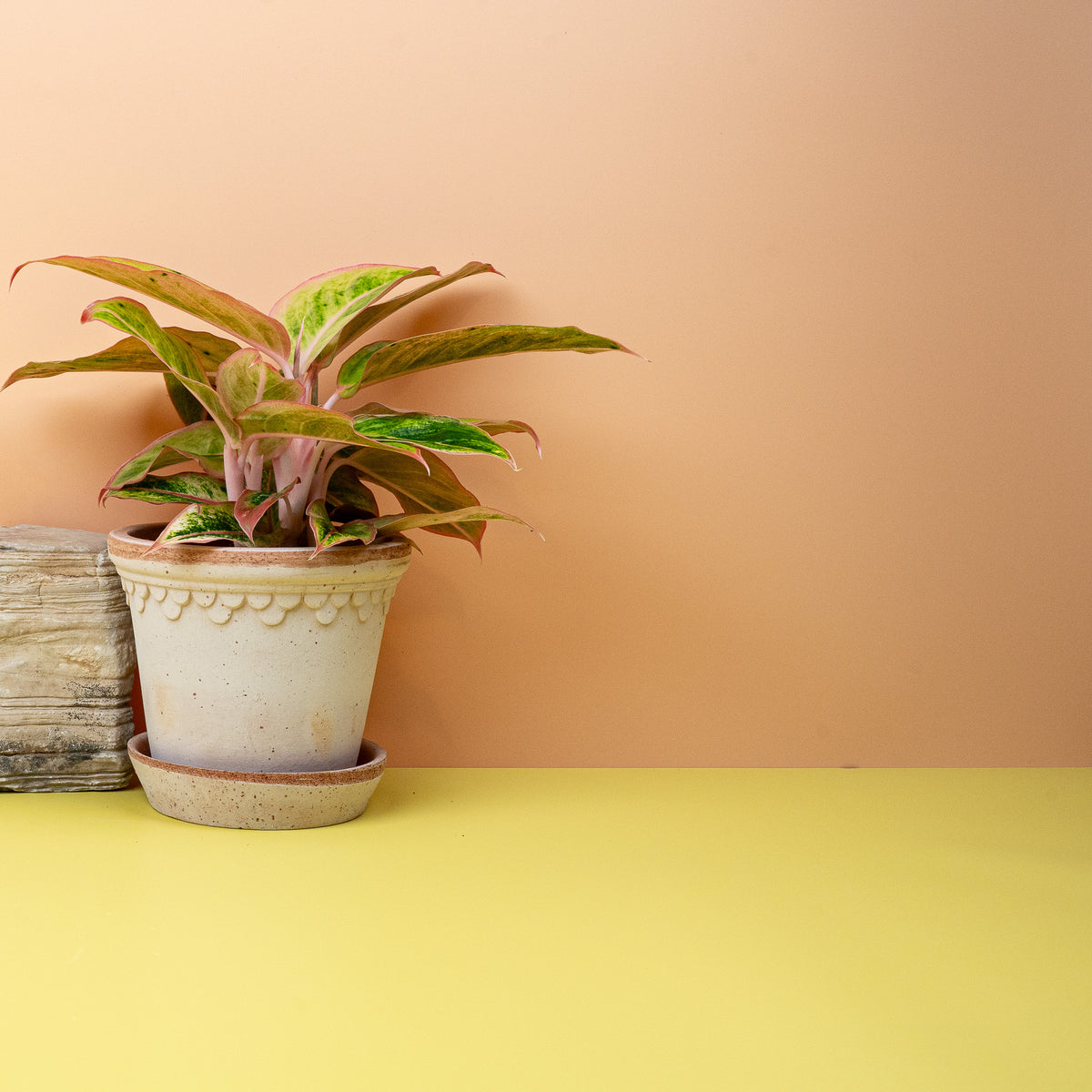 Aglaonema Salmon – Kolbenfaden mit markantem Blattmuster