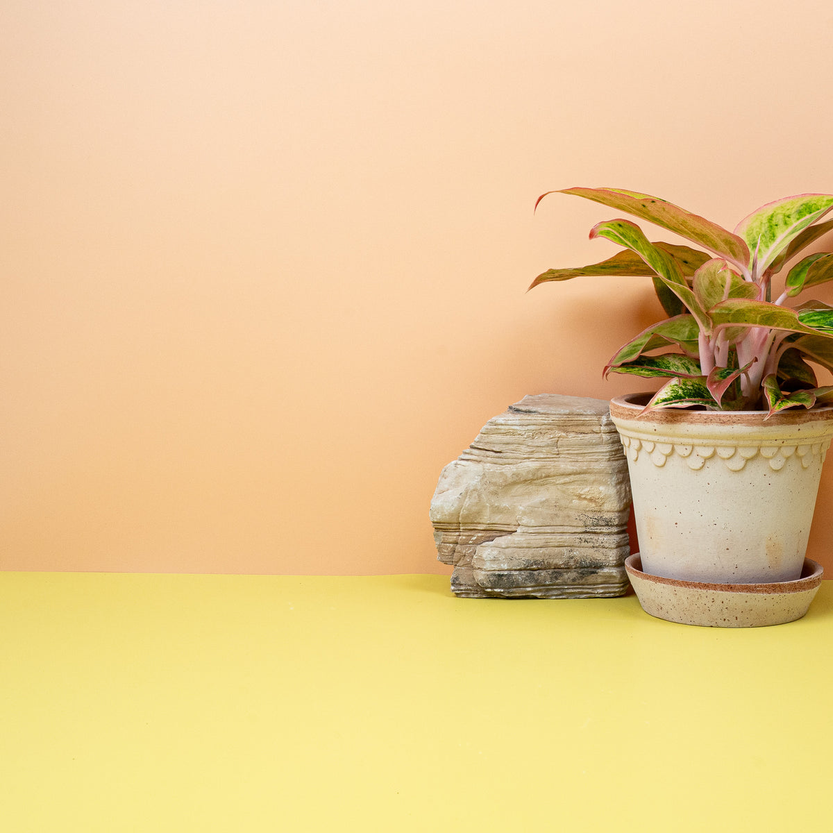 Aglaonema Salmon – pflegeleichte, anpassungsfähige Zimmerpflanze