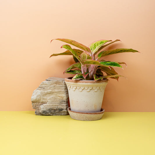 Aglaonema Salmon – Zimmerpflanze mit rosa Akzenten – potflourri