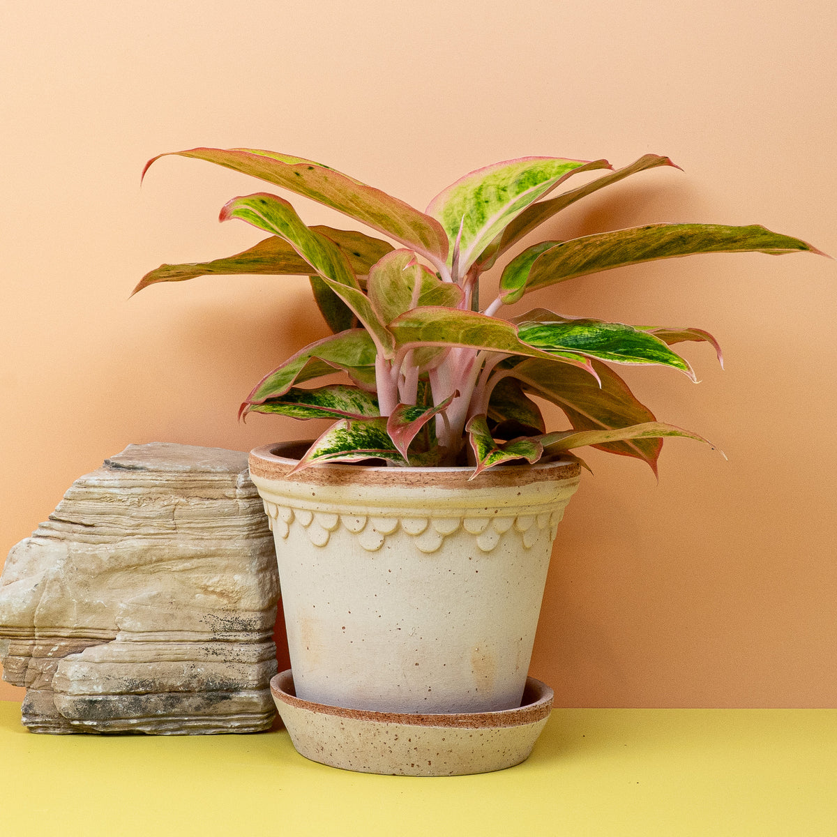 Aglaonema Salmon – einzigartige Blattstruktur