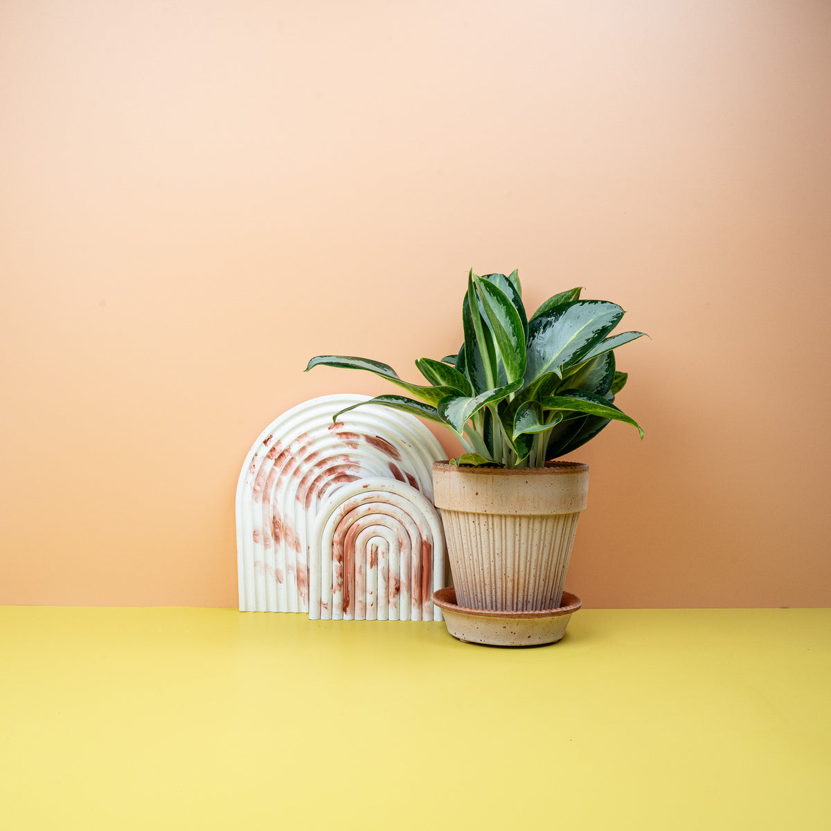 Aglaonema Silver Blue mit feinen grünen Adern