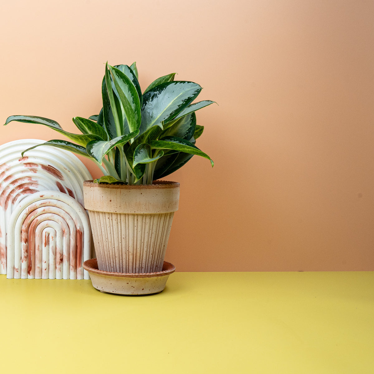 Aglaonema Silver Blue, kompakter Wuchs