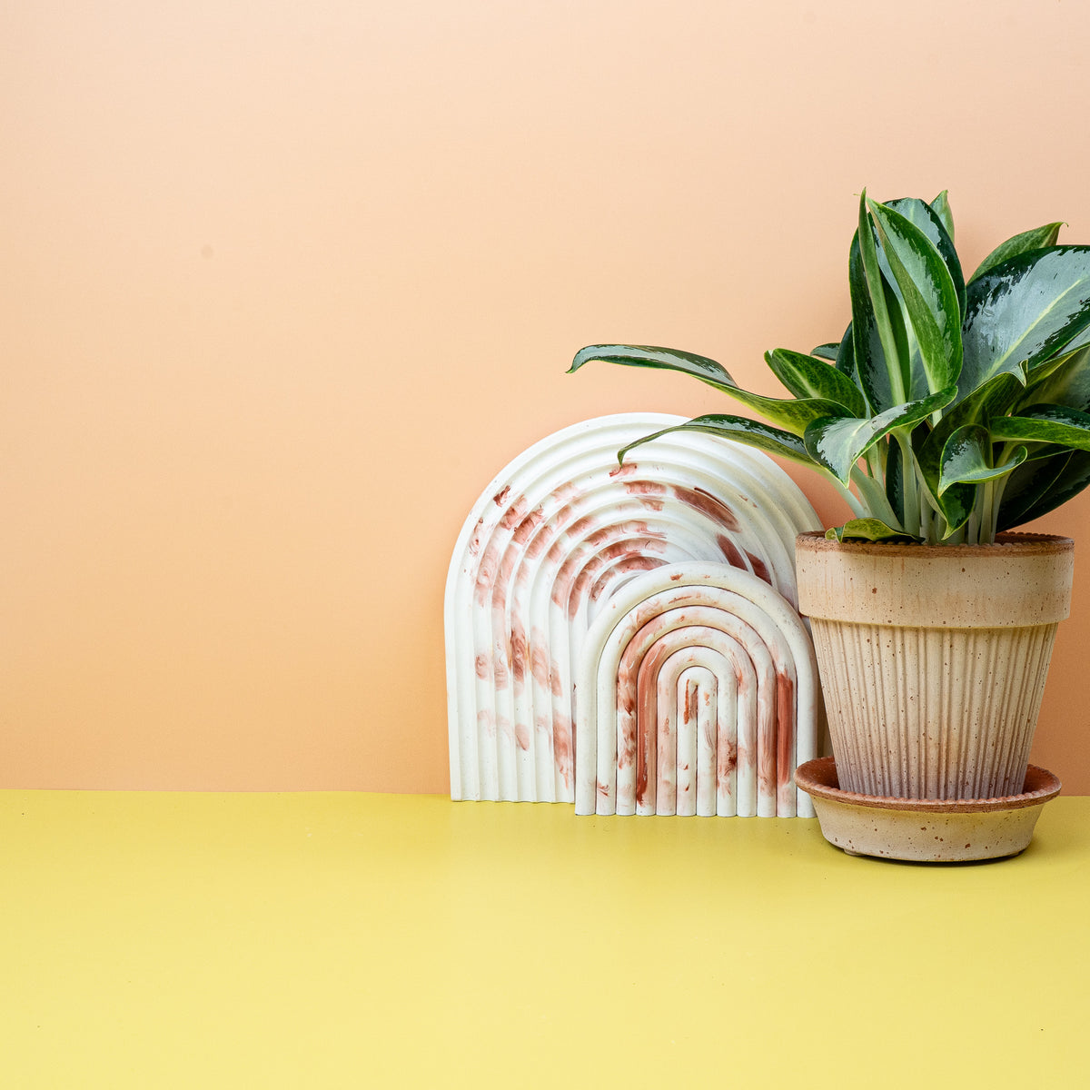 Aglaonema Silver Blue auf dem Sideboard