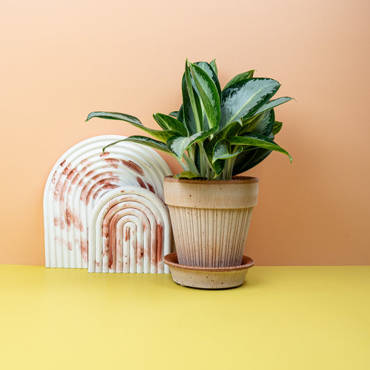 Aglaonema Silver Blue, silberblaue Blätter – potflourri