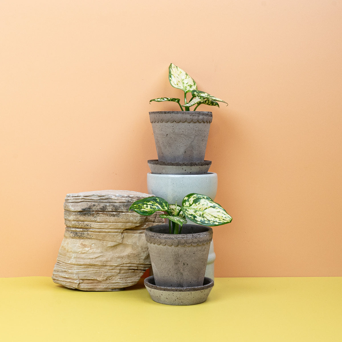 Aglaonema Snowflake, Blattdetail im Kontrast Grün-Weiß
