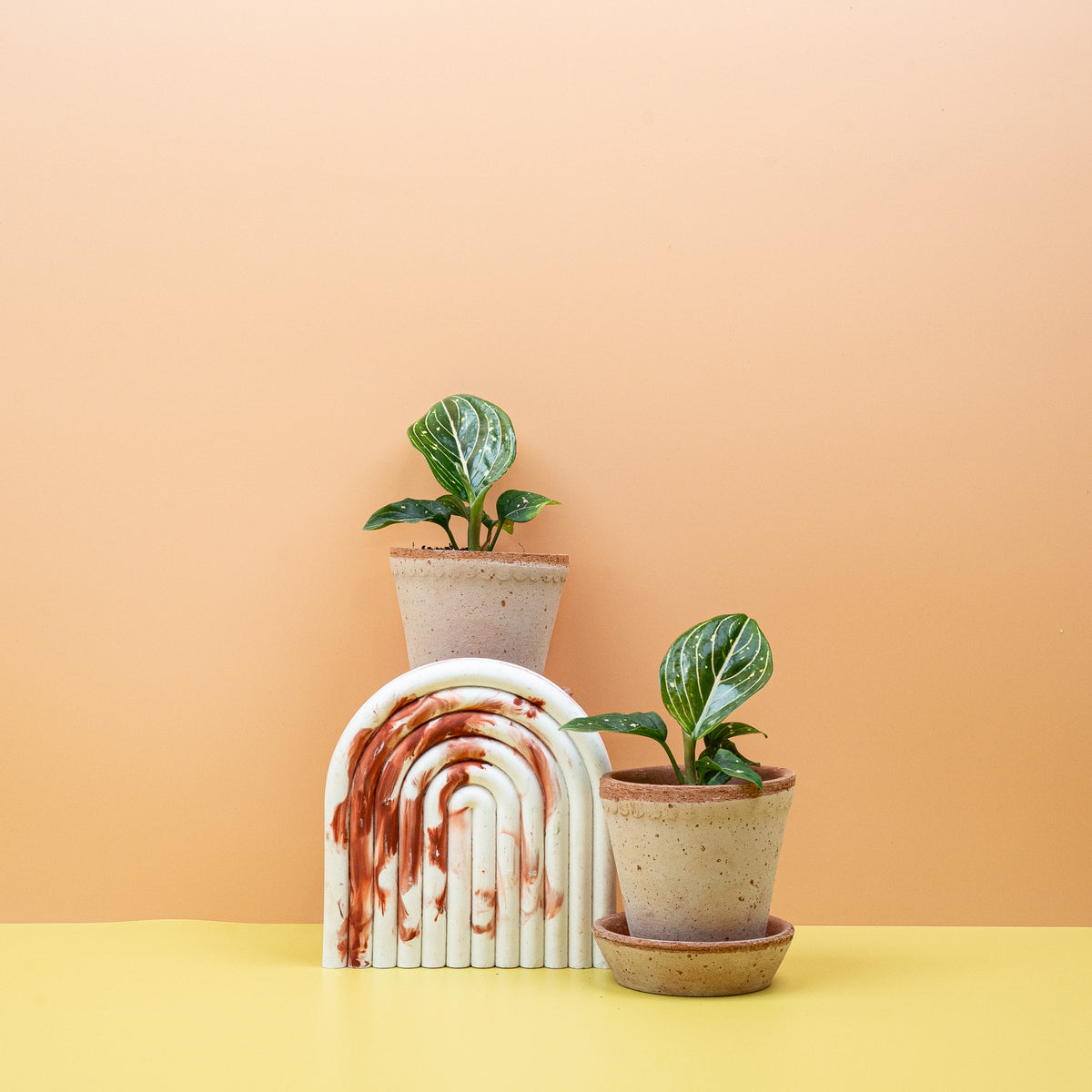 Aglaonema Toms Pride mit schmalen, panaschierten Blättern – potflourri
