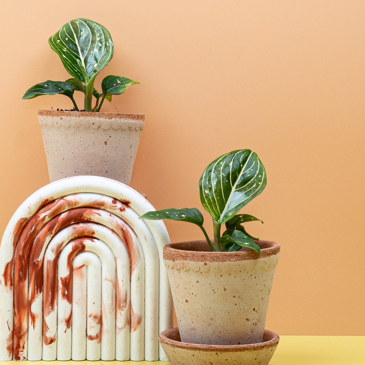 Aglaonema Toms Pride als pflegeleichter Blickfang