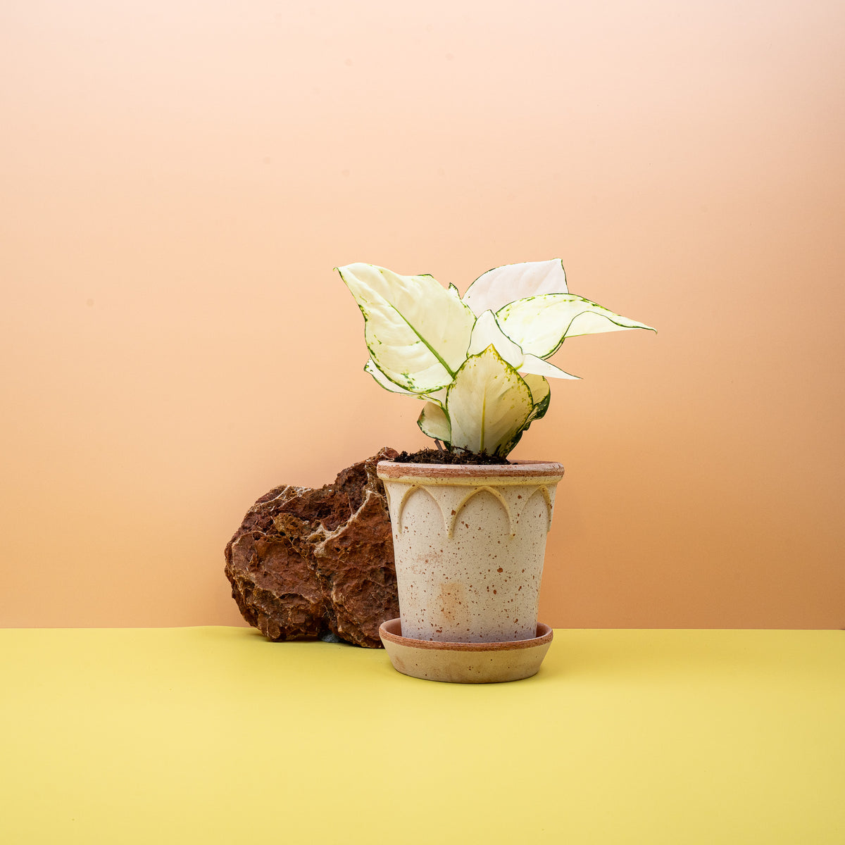 Aglaonema White Joy, fast weiße Blätter – potflourri