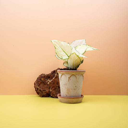 Aglaonema White Joy, fast weiße Blätter – potflourri