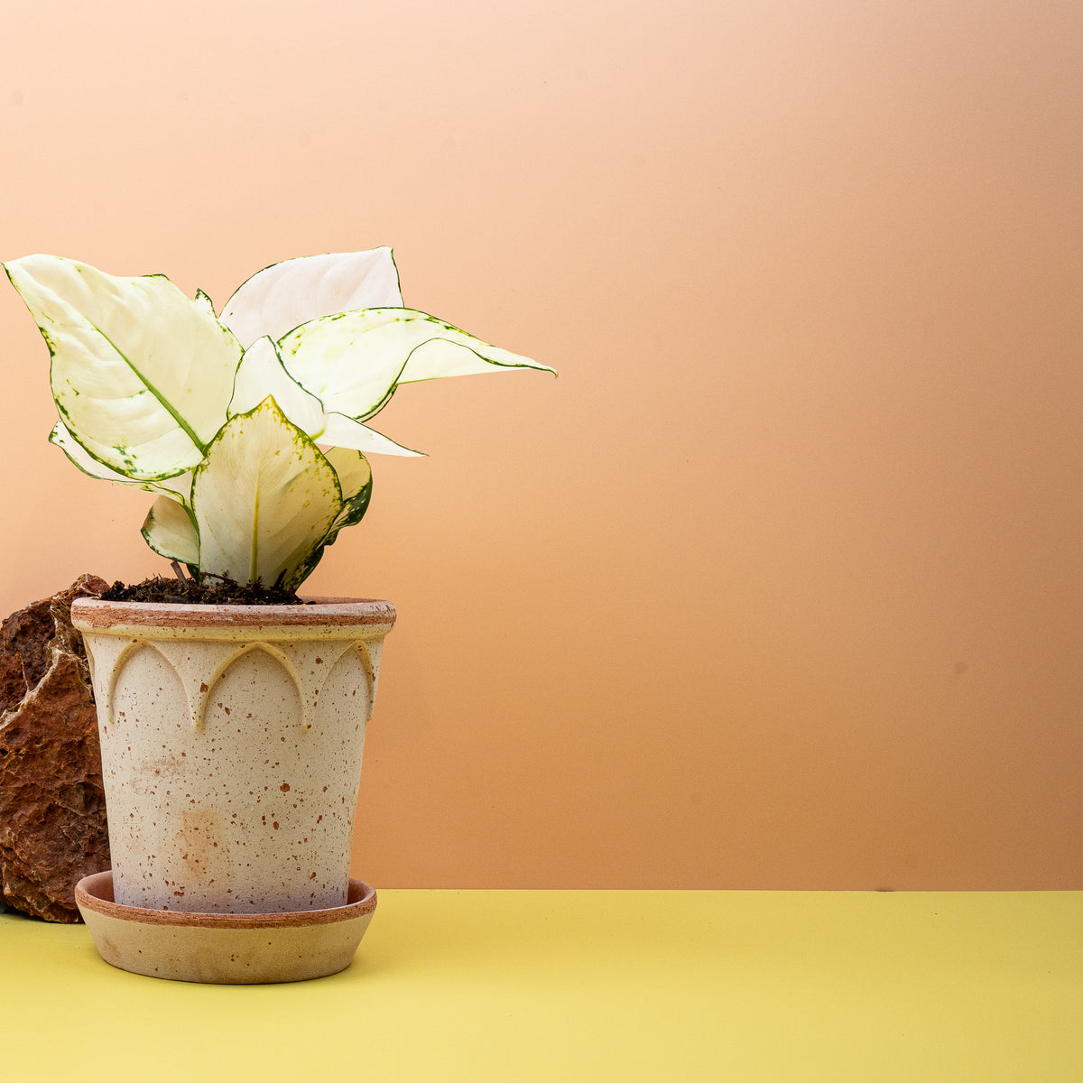 Aglaonema White Joy, kompakter Wuchs