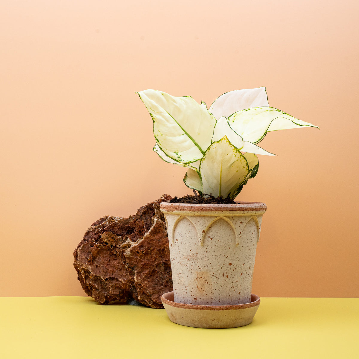 Aglaonema White Joy mit dunkelgrünem Blattrand